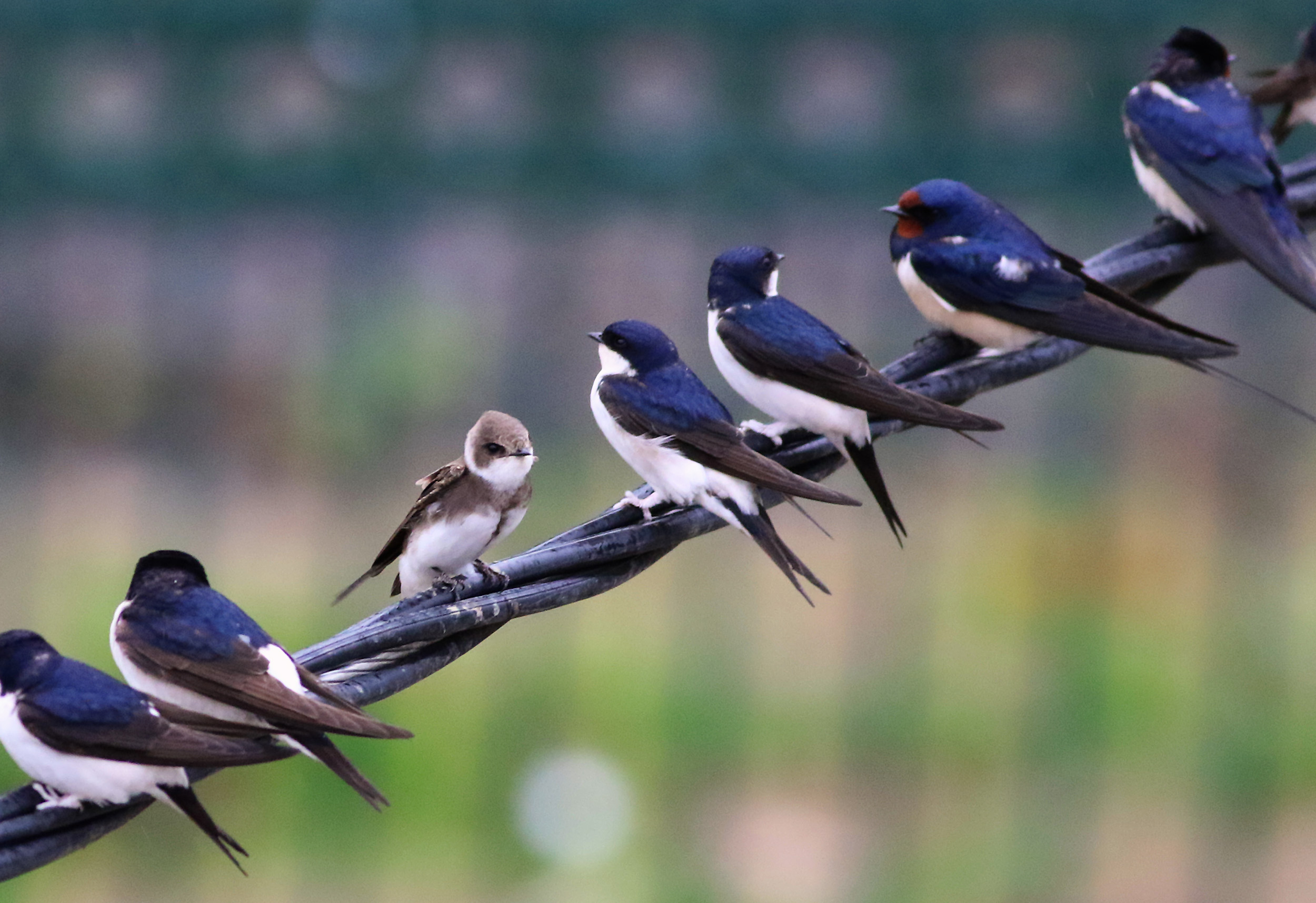 Bank Swallow